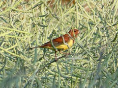 Emberiza rutila