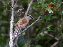Tchagra australis australis