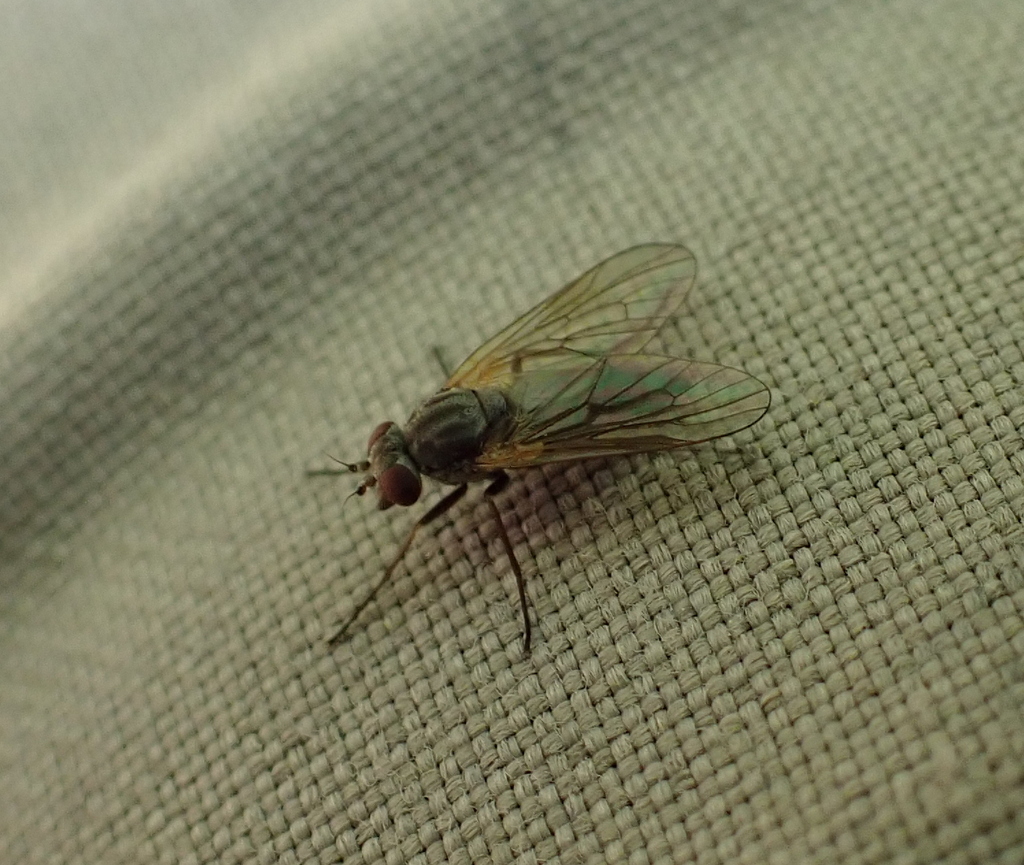 Symphoromyia hirta