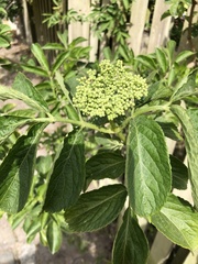 Sambucus nigra