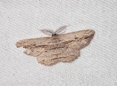 Scioglyptis loxographa