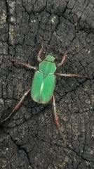 Hoplia inornata