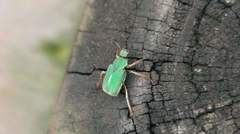 Hoplia inornata
