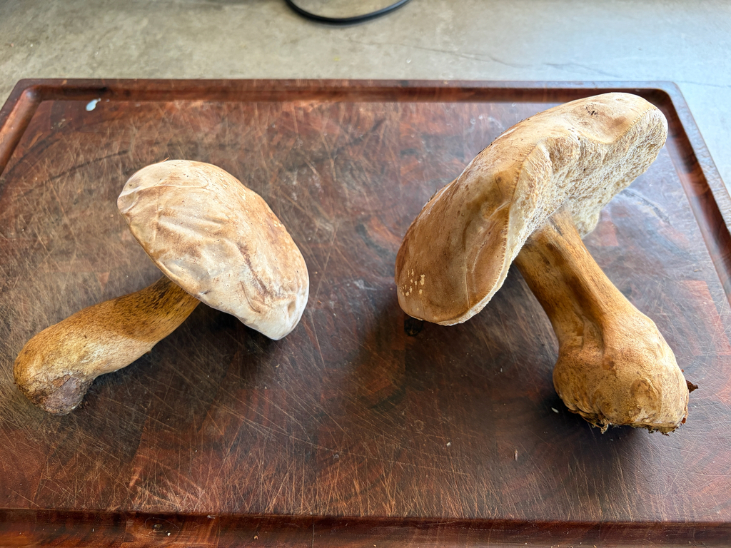 Bitter Bolete · July 2026 · photo: Photo: (c) sgmur, some rights reserved (CC BY) · iNaturalist