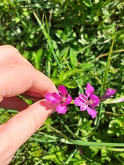 Gladiolus imbricatus, photograph (c) Anne Heckmann, some rights reserved (CC BY)