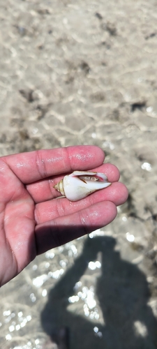 Gibberulus gibberulus observed 2026-07-17