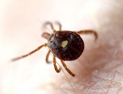 Amblyomma americanum