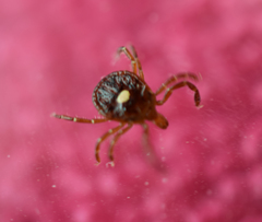 Amblyomma americanum