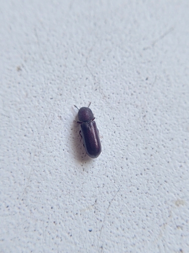 Stephanopachys linearis