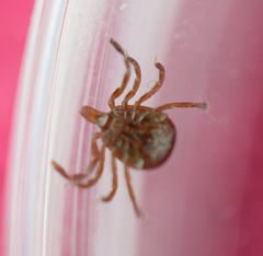 Amblyomma americanum