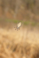 Larinia borealis