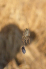 Larinia borealis
