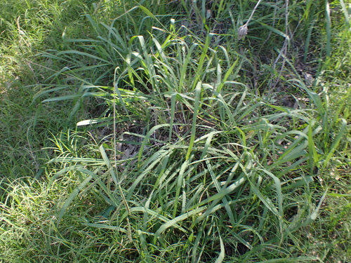 Dallis grass