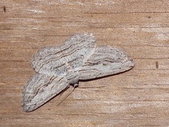 Scioglyptis loxographa