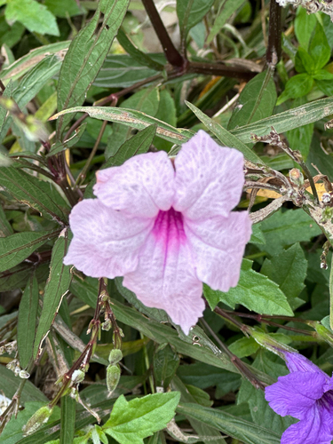 Mexican Ruellia