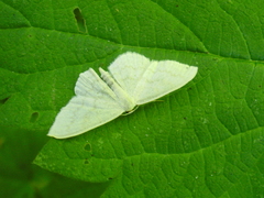 Scopula floslactata