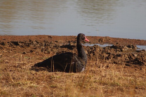 iNaturalist: (c) rynoe, some rights reserved (CC BY-NC) iNaturalist image