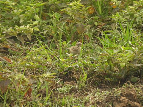 Paddyfield Pipit