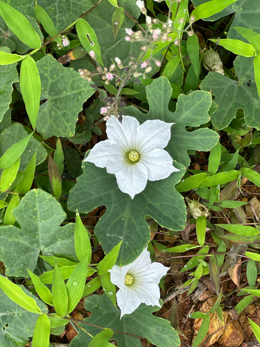 Ivy gourd