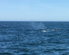 Eubalaena glacialis