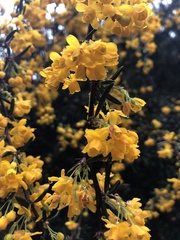 Berberis × stenophylla