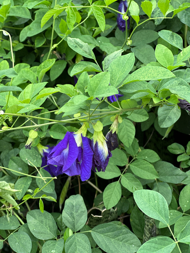Blue Pea