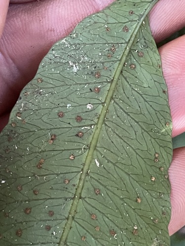 Lastreopsis poecilophlebia, 2026-07-17