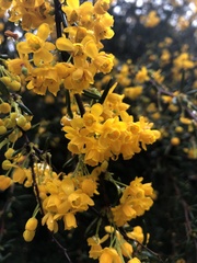 Berberis × stenophylla
