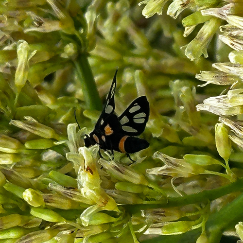 Amata sperbius