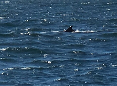 Balaenoptera borealis