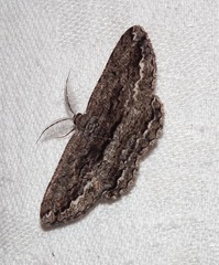 Scioglyptis canescaria