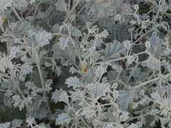 Hermannia minutiflora