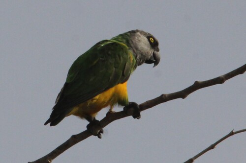 Senegal Parrot