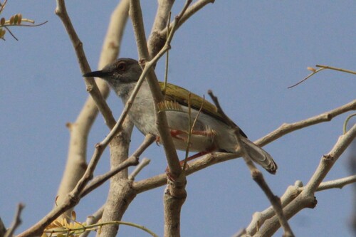 Green-backed Camaroptera