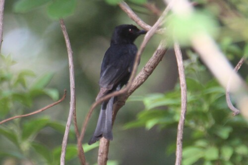Fork-tailed Drongo