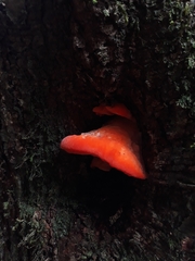 Aurantiporus pulcherrimus