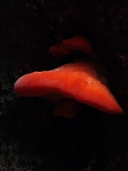Aurantiporus pulcherrimus