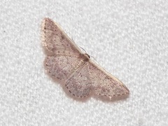 Idaea nephelota