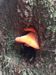 Aurantiporus pulcherrimus