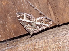 Chrysolarentia vicissata