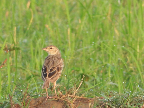 Paddyfield Pipit