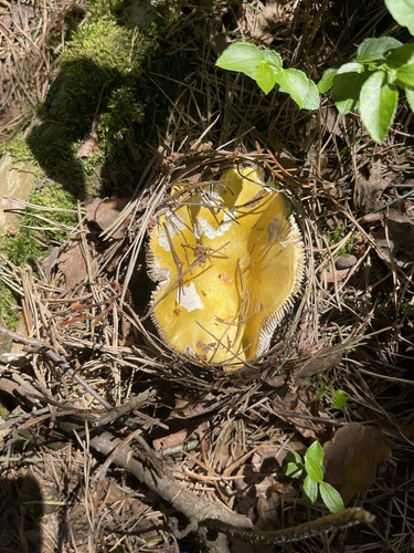 Yellow Swamp Brittlegill