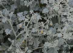 Hermannia minutiflora