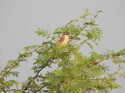 Jungle Prinia