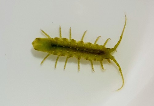 Euidotea peronii