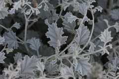 Hermannia minutiflora