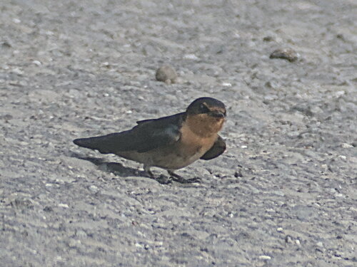 Pacific Swallow