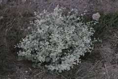 Hermannia minutiflora