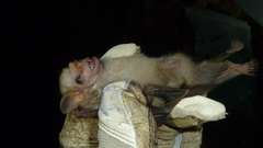 Sphaeronycteris toxophyllum