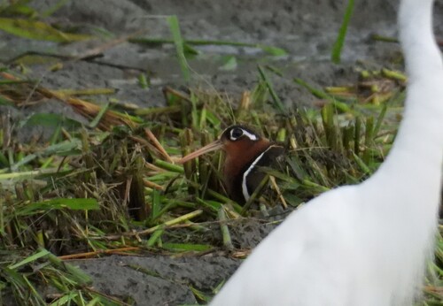 iNaturalist image